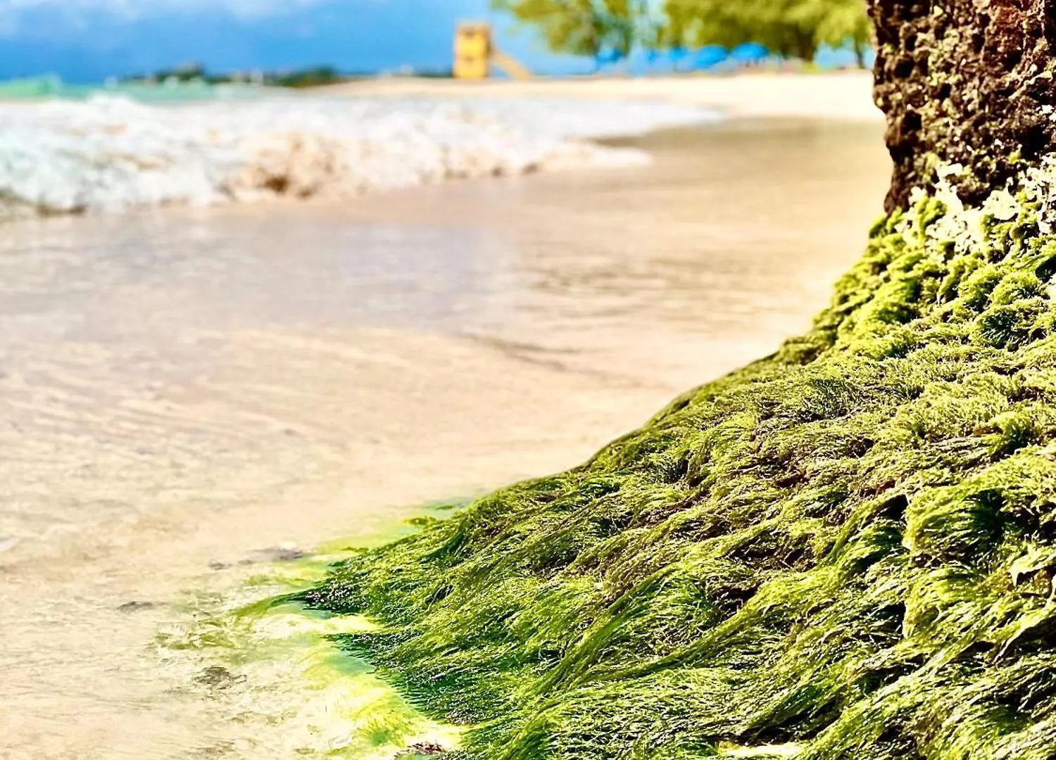 Barbados Exotic Luxury Living Lejlighed Christchurch Barbados